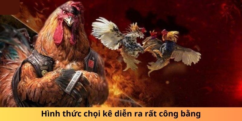 Hình thức chọi kê diễn ra rất công bằng