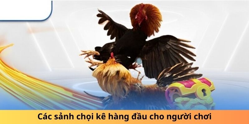 Các sảnh chọi kê hàng đầu cho người chơi