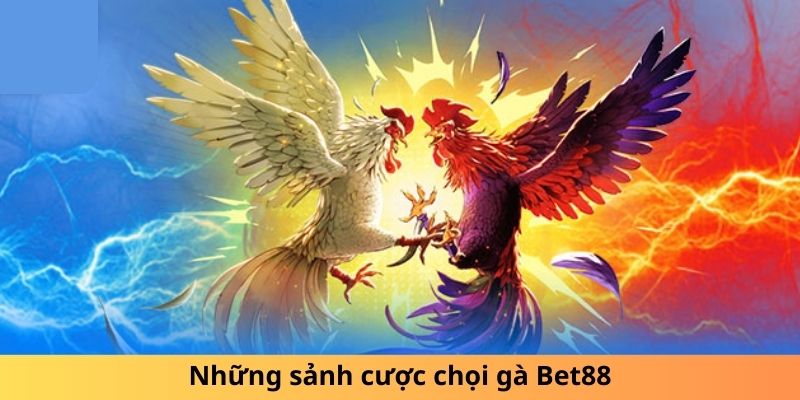 Những sảnh cược chọi gà Bet88